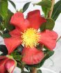 Red 'Yuletide' Camellia Sasanqua