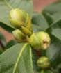 Camellia Flower buds