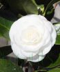 White camellia