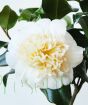 White camellia