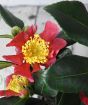 Large Festive Camellia             