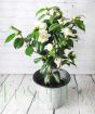 Large Camellia Silver Anniversary