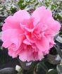 Large Pink Camellia Anticipation