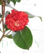 Young Red Camellia