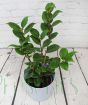 Red Camellia