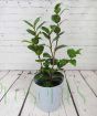 Red Camellia Plant