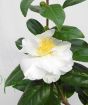 Large Camellia
