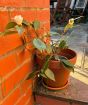 Camellia Ackerman