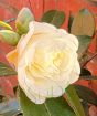 Camellia Ackerman