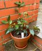 Camellia Ackerman