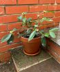 Early Flowering Camellia
