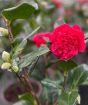 Camellia anticipation red flowers