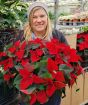 Giant Poinsettias