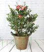 Camellia sansaqua Yuletide in Bronze Pail