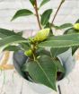 close up of camellia bud