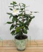 camellia silver anniversary