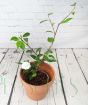 Camellia Sasanqua White in Terracotta Pot