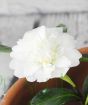 Camellia Sasanqua White