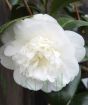 White Camellia