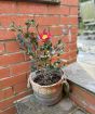 Camellia Yuletide