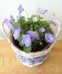 Blue Basket