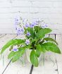 polka dot streptocarpus