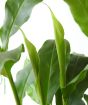 Close up of new cardamom leaves