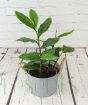 Cardamom                 