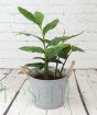 Cardamom                 