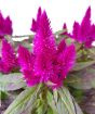 Feathery Amaranth