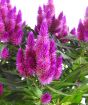 Closeup of Celosia blooms