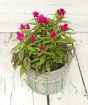 Celosia in Grey Barrel