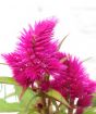 Celosia Close Up 