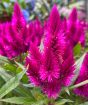 Celosia