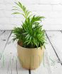 Parlour palm in ceramic pot