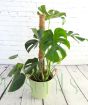 Large Cheese plant on a mossed pole