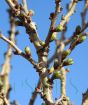 Kojo-no-mai Flower buds
