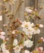 Supersize Flowering Cherry
