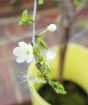 Cherry plum blossom