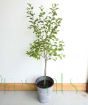 Cherry Plum