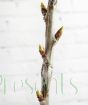 Spring buds