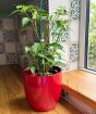 Pair of Chilli plants    
