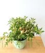 Vulcan Chilli August 2019