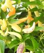 Closeup of Vulcan chillies