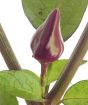 Fairy light chilli closeup