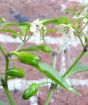 Chilli plant flowers