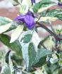 Purple Calico Chilli Closeup