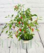 Chilli Plant             