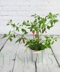 Apachi Chilli