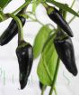 Purple Chilli Plant